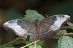Spialia bifida - Rotpunkt Herzog